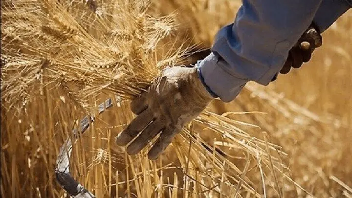 پرداخت مطالبات گندمکاران به ۲۲۰ همت رسید؛ تسویه کامل تا پایان شهریور
