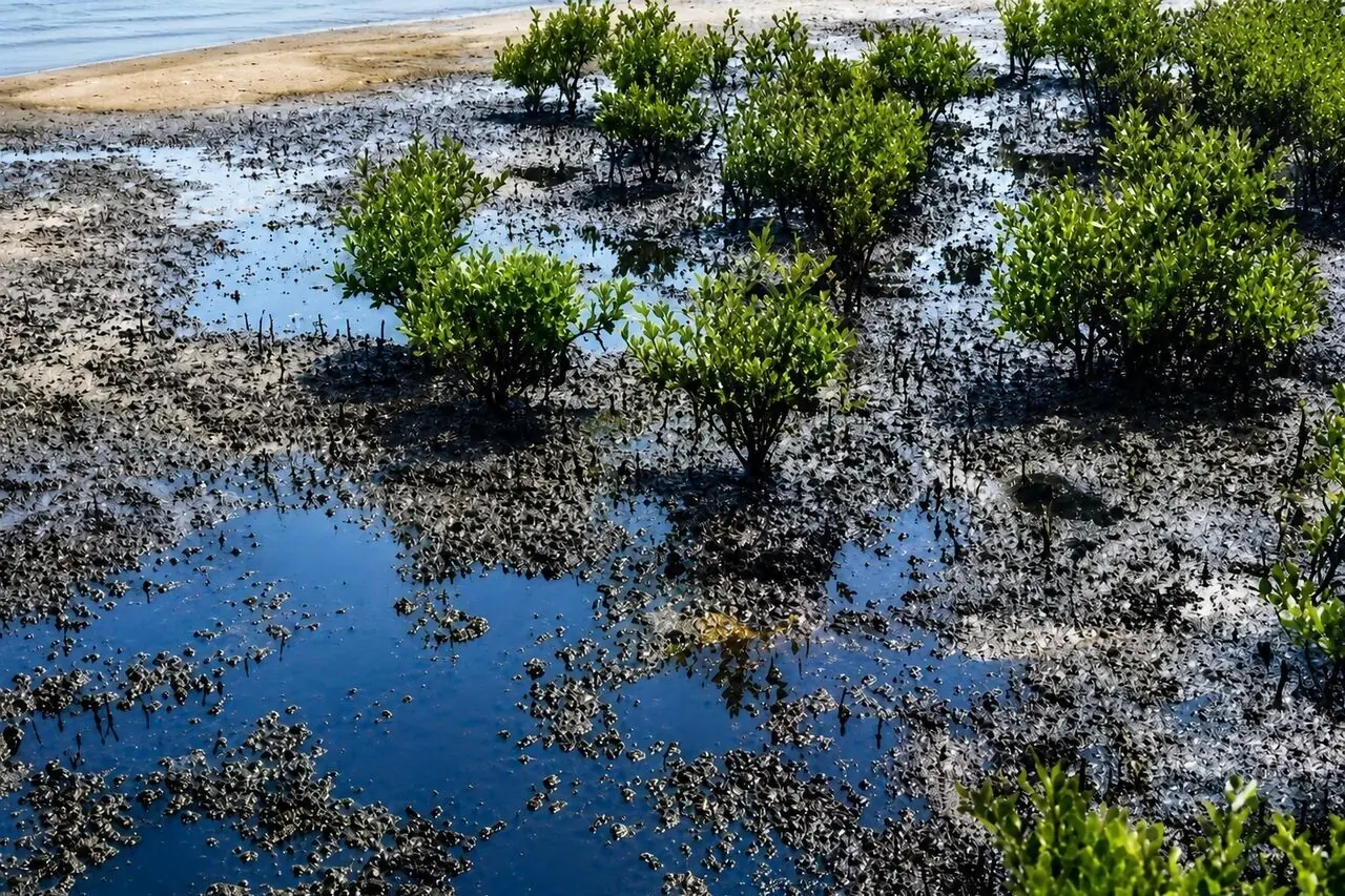 پاکسازی لکههای نفت در ساحل قشم ادامه دارد