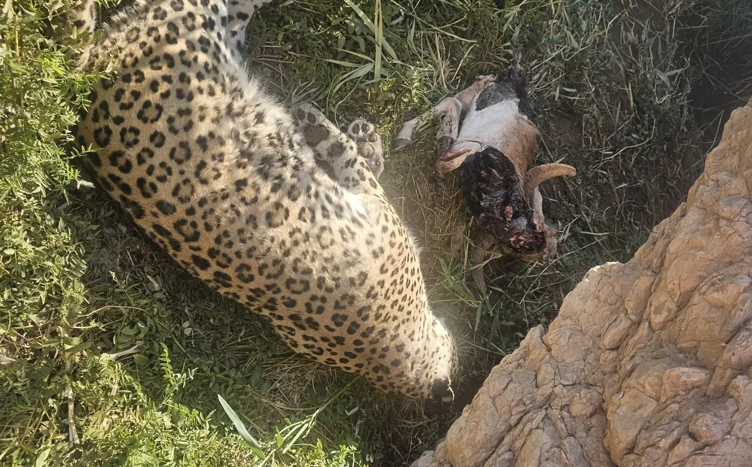 علت مرگ پلنگ در پناهگاه عباسآباد چه بود؟