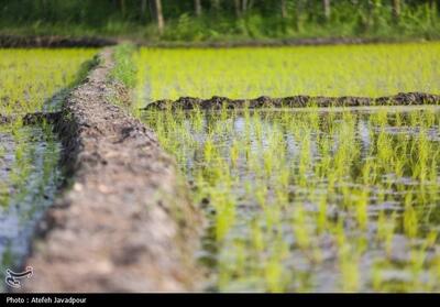 اینفوگرافیک| بیماریهای شالیزار را جدی بگیریم - تسنیم