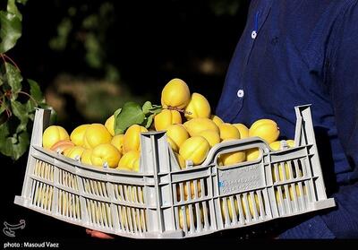عملکرد بیش از 10 تن زردآلو در هر هکتار باغهای فارس - تسنیم