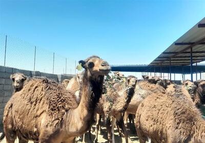  بردسکن قطب پرورش شتر در خراسان رضوی است - تسنیم