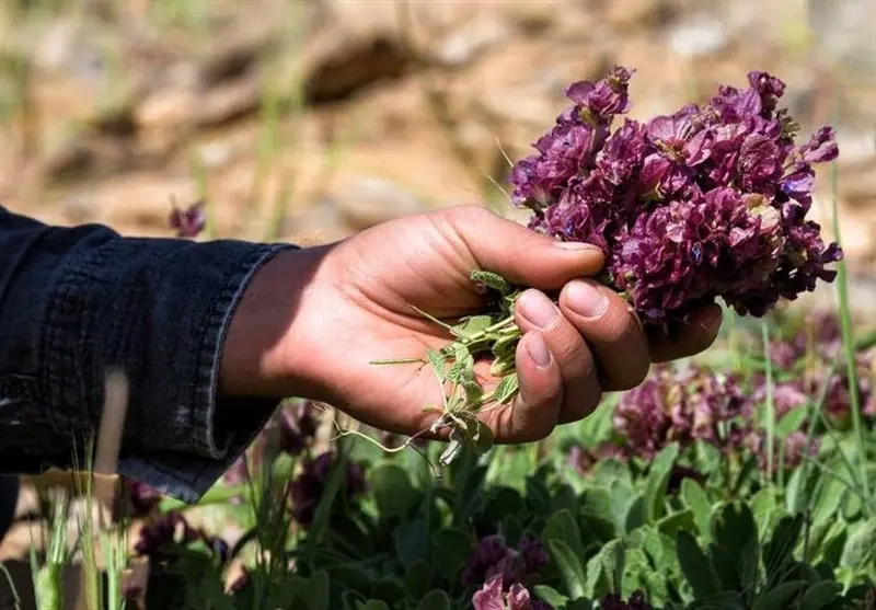 سیستان به سمت گیاهان دارویی رفت - تسنیم