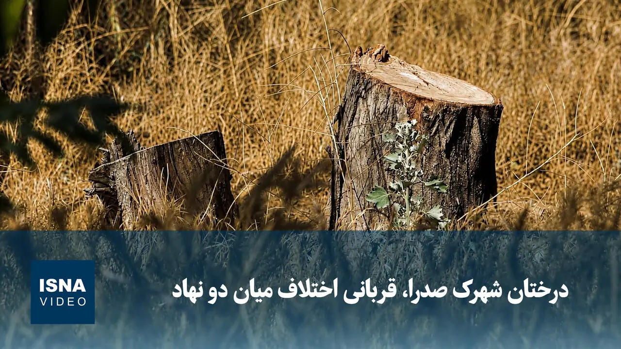  ویدیو/ درختان شهرک صدرا قربانی اختلاف میان دو نهاد