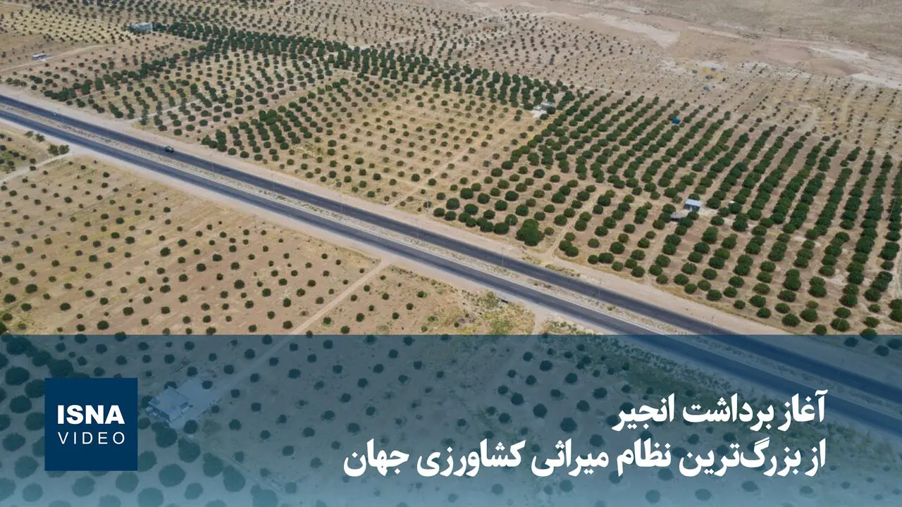 ویدیو/ آغاز برداشت انجیر از بزرگترین نظام میراثی کشاورزی جهان