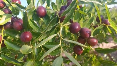 روزهای پرکار عناب کاران زیرکوه