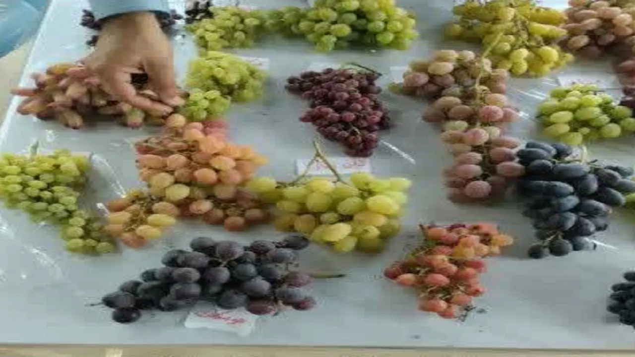  وجود ۲۵ هکتار باغ انگور با ارقام متنوع در گلوگاه