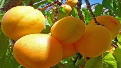 طلای نرم پارس؛ بوی شیرین زردآلو در باغها