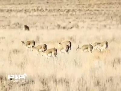 چرای گله آهوان ایرانی در دشتهای پارک ملی موته