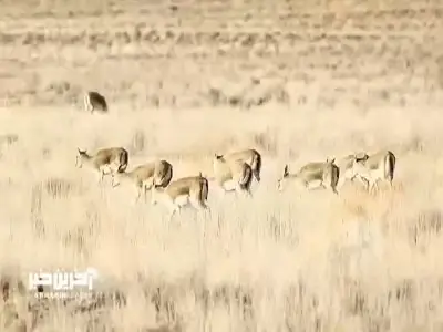 چرای گله آهوان ایرانی در دشتهای پارک ملی موته
