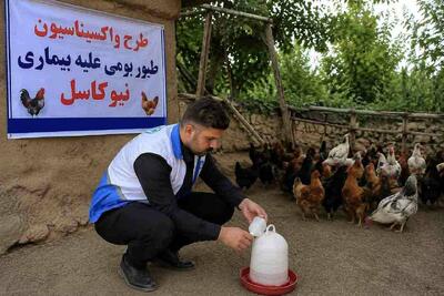 واکسیناسیون رایگان طیور بومی در اردبیل آغاز شد