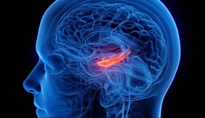 کوچک شدن مرکز حافظه مغز در افراد افسرده