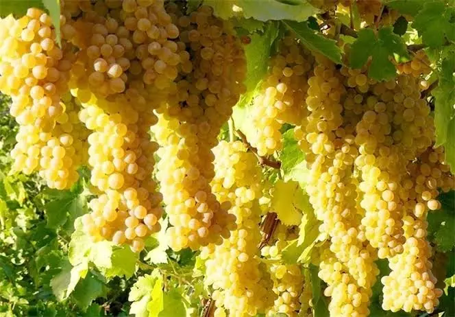  انگور اقلید در راه بازارهای جهانی