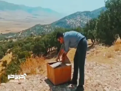 پرواز دوباره دو عقاب در آسمان دالاهوی کرمانشاه
