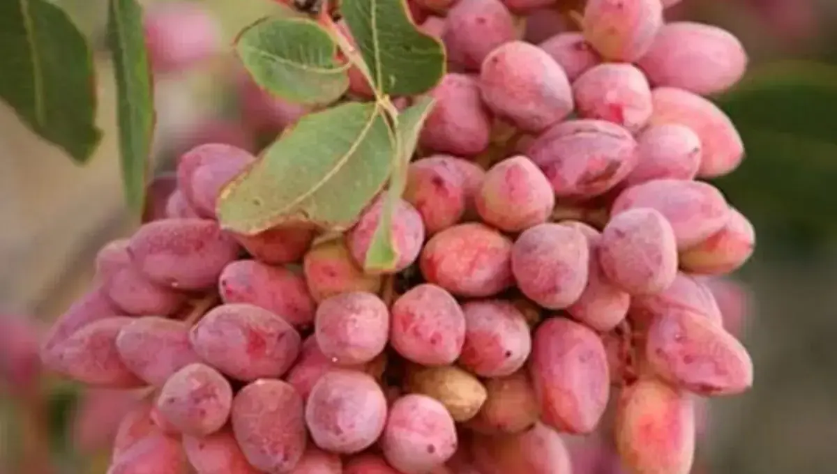 صادرات پسته خام به ترکیه متوقف شد