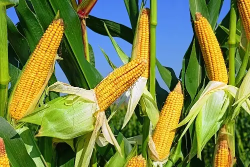 از ذرتهای بی کیفیت تا فروش با چک های دو ساله و عدم وصول برخی ازچک ها