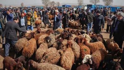 قیمت دام زنده امروز دوشنبه ۲۶ مرداد ۱۴۰۵