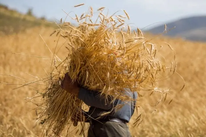 سازوکار جدید واردات گندم ابلاغ شد - همدلی