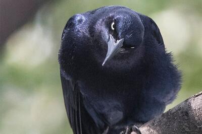 دعوای ۳ساله کلاغ به خاطر یک سوءتفاهم