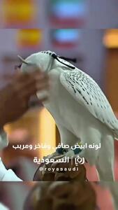 این پرنده با قیمت ۶۴ میلیارد تومان فروخته شد!+ فیلم