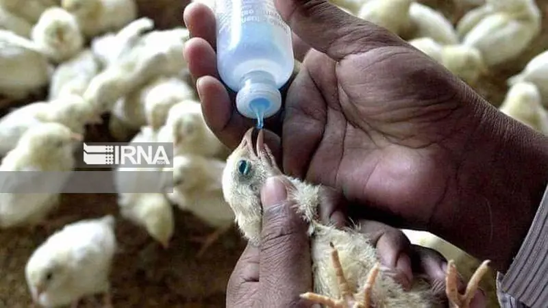 مایهکوبی پرندگان بومی در ۴۸۰ روستای ایلام