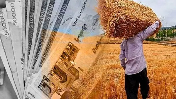 مرحله نخست مطالبات گندمکاران همدانی پرداخت شد