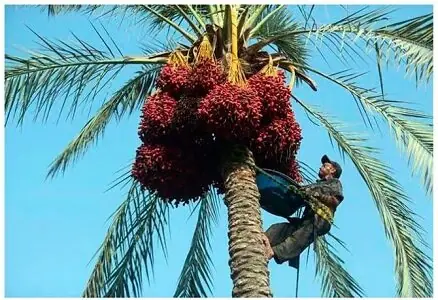 آغاز برداشت خرما از نخیلات جنوب کرمان/ پیشبینی تولید ۲۵۰ هزار تن محصول