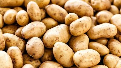  کاهش قیمت سیب زمینی در میادین تره‌بار شهرداری تهران