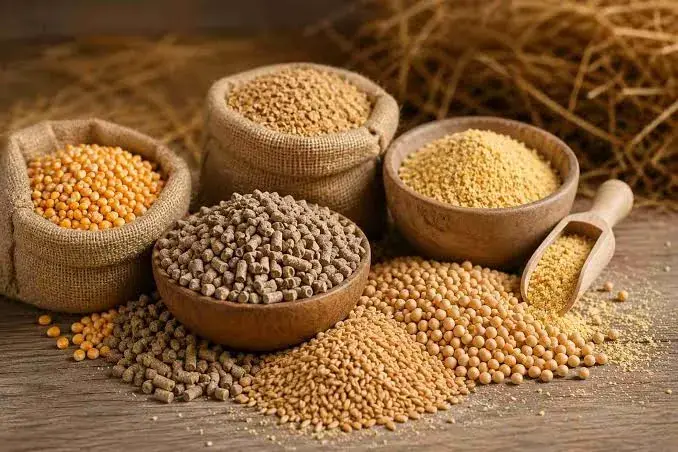 غلات مورد نیاز کشور به وفور تامین است