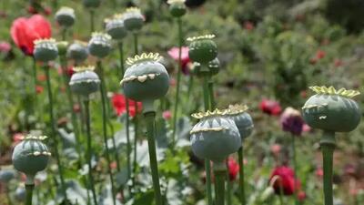 سفر در زمان؛ تصویری از یک «کارگاه فرآوری تریاک» در اصفهان در دوران قاجار