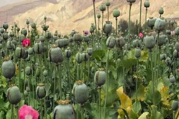 کشت غیرمجاز خشخاش در کشور محدود است