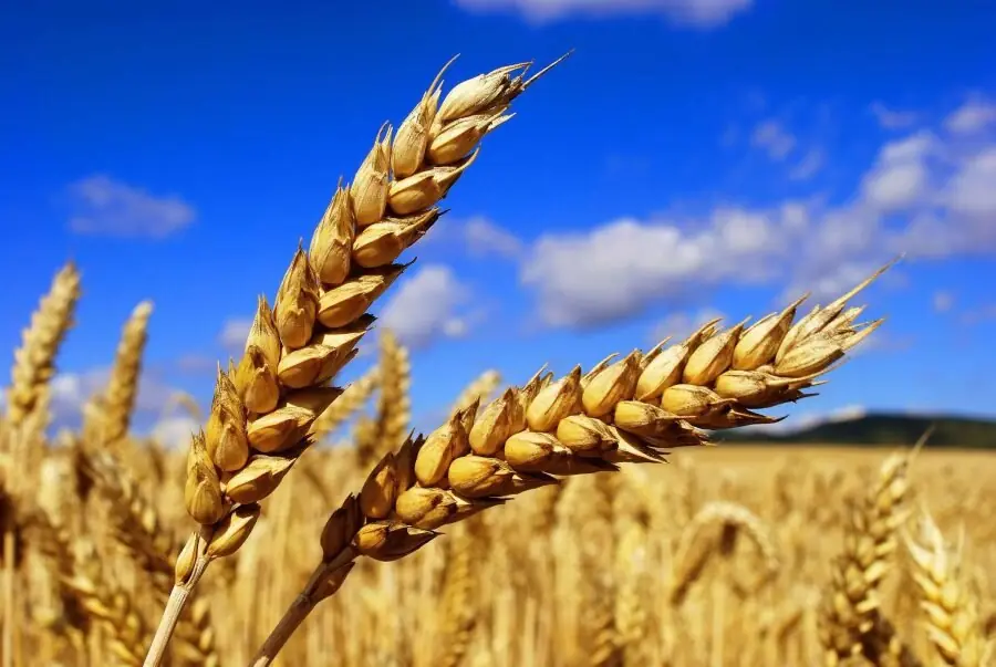 دیمکاری،راهبردی برای عبور از بحران آب فارس