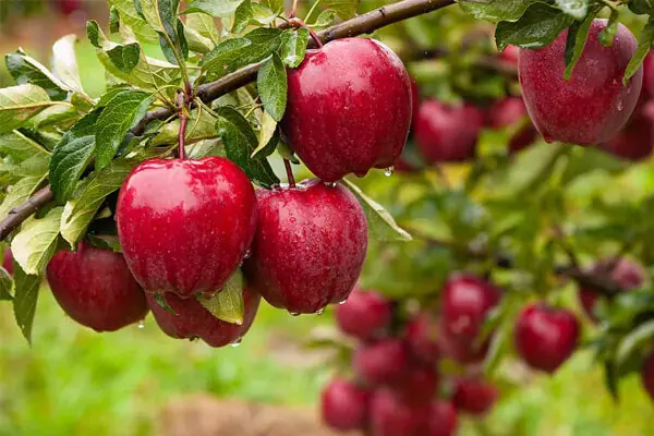 اینفوگرافیک؛ افزایش ۳۰ درصدی تولید سیب تابستانه در مراغه