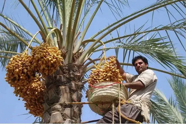  سردی قیمت ها در خرماپزان بم؛ خرما در نخلستان ۵۰ در تهران۵۸۰ هزار تومان