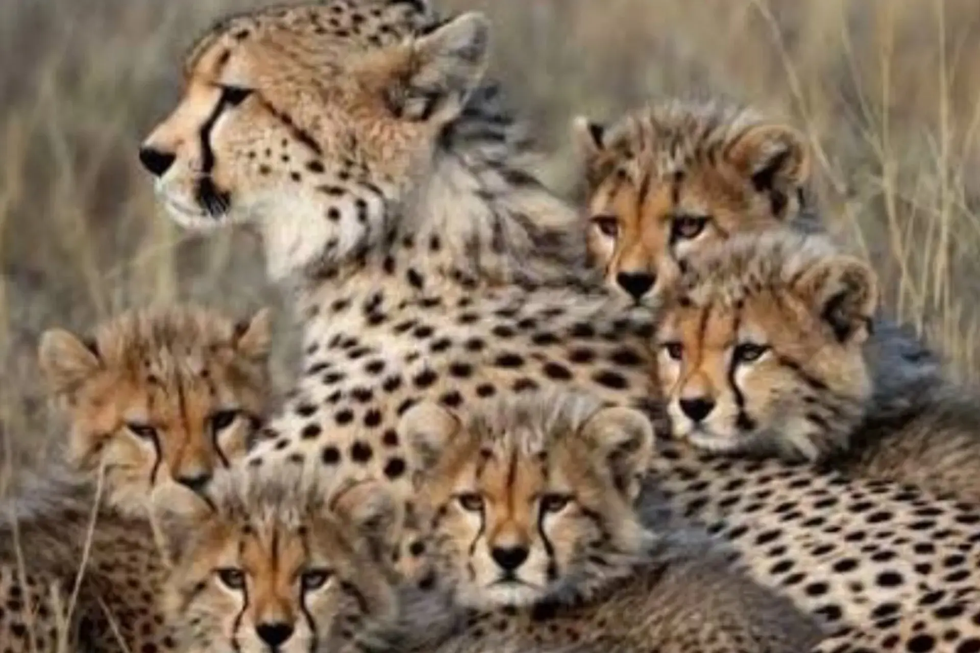 جابهجایی ۱۰۰ کیلومتری هلیا