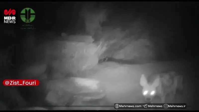 مشاهده کفتار راهراه در منطقه حفاظتشده شاهزاده ابراهیم و تنگ باهوش