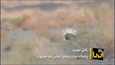 فیلم| رقص «هوبره» در پناهگاه حیات وحش «عباسآباد»