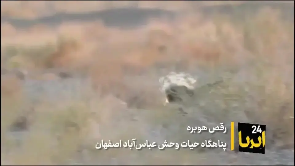 فیلم| رقص «هوبره» در پناهگاه حیات وحش «عباسآباد»