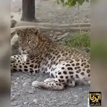 شکوه بقا؛ «اَرَس» تنها پلنگ باغوحش مشهد، پیروز میدان زندگی+ فیلم