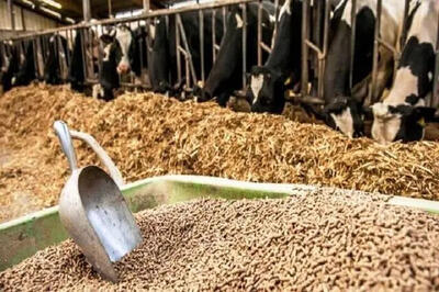 ابهام در سرنوشت ۳.۵ میلیون تن نهاده دامی؛ مجلس وزارت جهاد کشاورزی را مسئول دانست