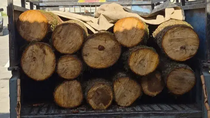 کشف ۵ تن چوب جنگلی قاچاق در بابل