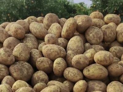 کاهش قیمت سیبزمینی در میادین و بازارهای میوه و ترهبار بهزودی