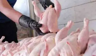  قیمت مرغ امروز دوشنبه ۲۶ مرداد ۱۴۰۵