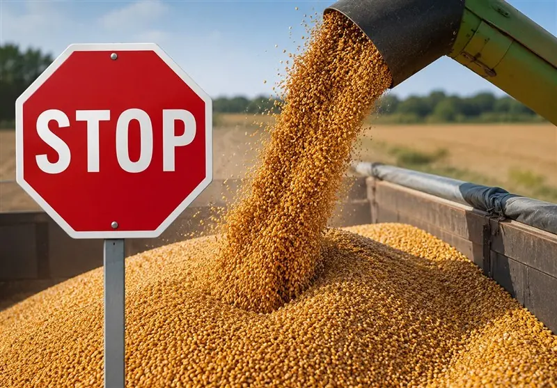بررسی سناریوهای آزادسازی قیمت گندم در دولت - تسنیم