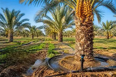 توسعه طرح نوین آبیاری در نخیلات دشتستان منوط به تکمیل شبکهها است - تسنیم
