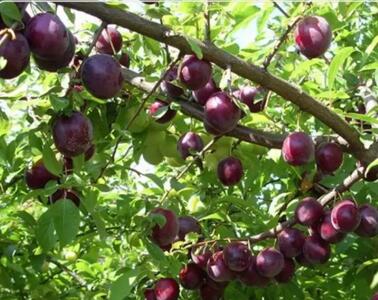 جهش تولید آلوچه در آذربایجان شرقی؛ پیشبینی برداشت ۵۰ هزار تن محصول