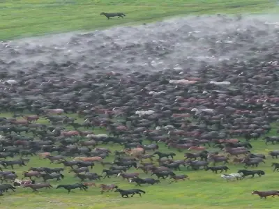 تصویری تماشایی از دویدن اسبها در مراتع سینکیانگ