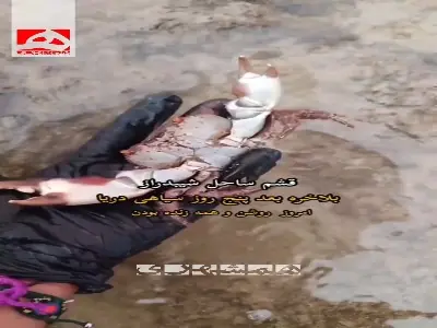 پس از ۵ روزِ سیاه، ساحل قشم دوباره جان گرفت