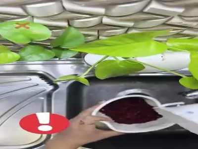 آماده کردن زرشک برای مصرف با غذا | آخرین خبر