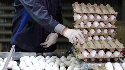 قیمت واقعی تخممرغ چقدر است؟/ فاصله ۱۸۱ هزار تومانی تا نرخ فروش